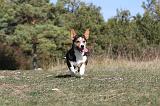 CORGI CARDIGAN 045